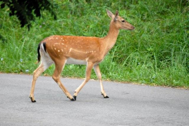 QUIZ:  INDOVINA L''UNGULATO!!! (per i non 